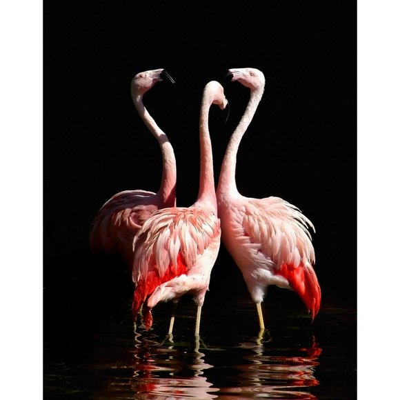 ArtisticPhoto Other - The Meeting  8 x 10 print